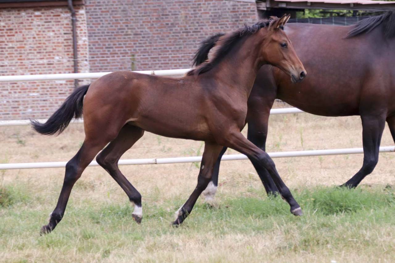 Yegua KWPN Caballo de Deporte Neerland&eacute;s En venta 2026 Bayo moreno por Dutch Dream