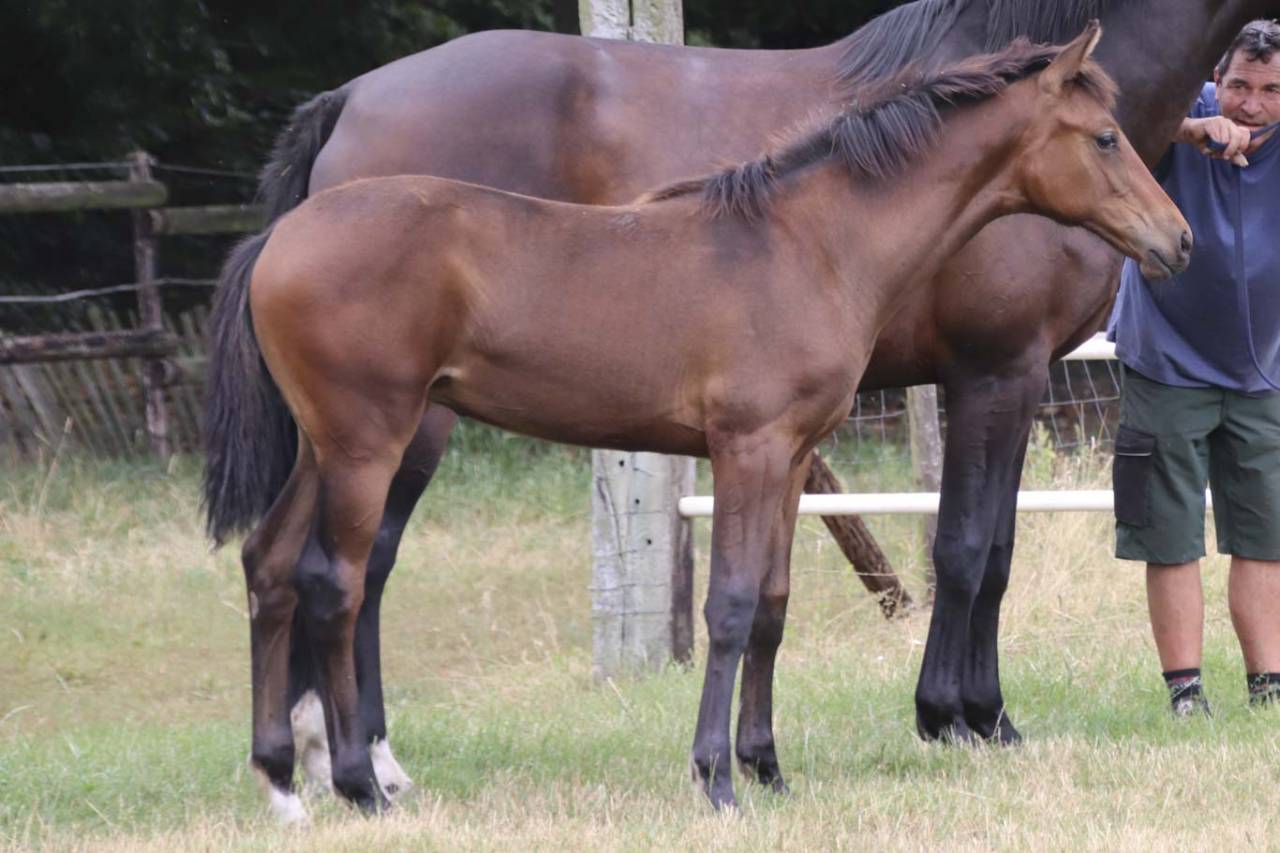 Yegua KWPN Caballo de Deporte Neerland&eacute;s En venta 2026 Bayo moreno por Dutch Dream