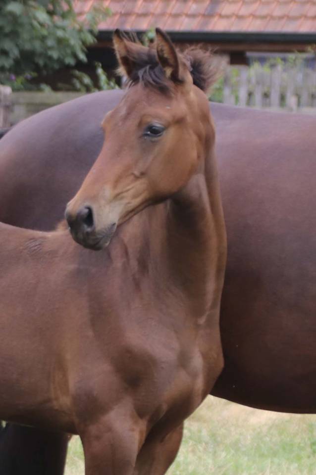 Yegua KWPN Caballo de Deporte Neerland&eacute;s En venta 2026 Bayo moreno por Dutch Dream