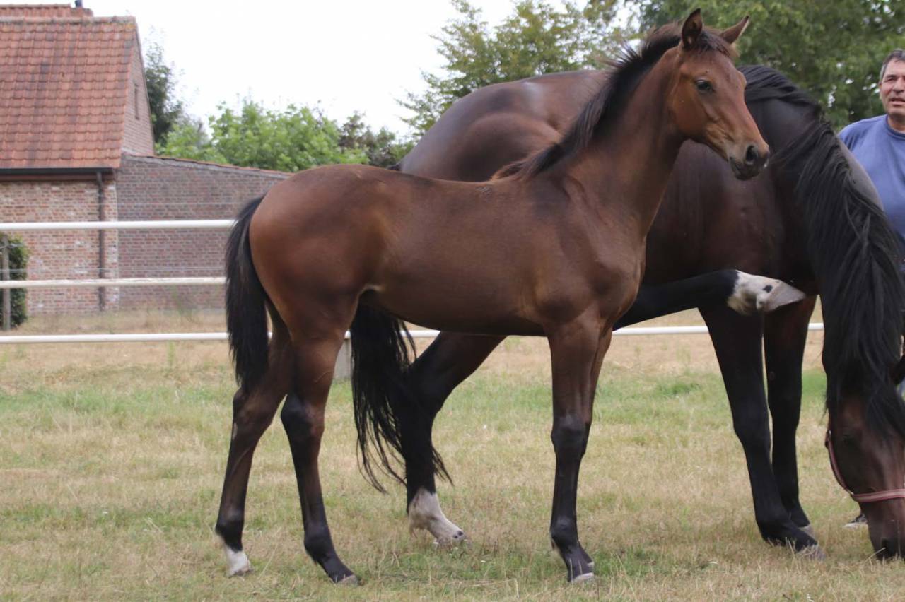 Yegua KWPN Caballo de Deporte Neerland&eacute;s En venta 2026 Bayo moreno por Dutch Dream