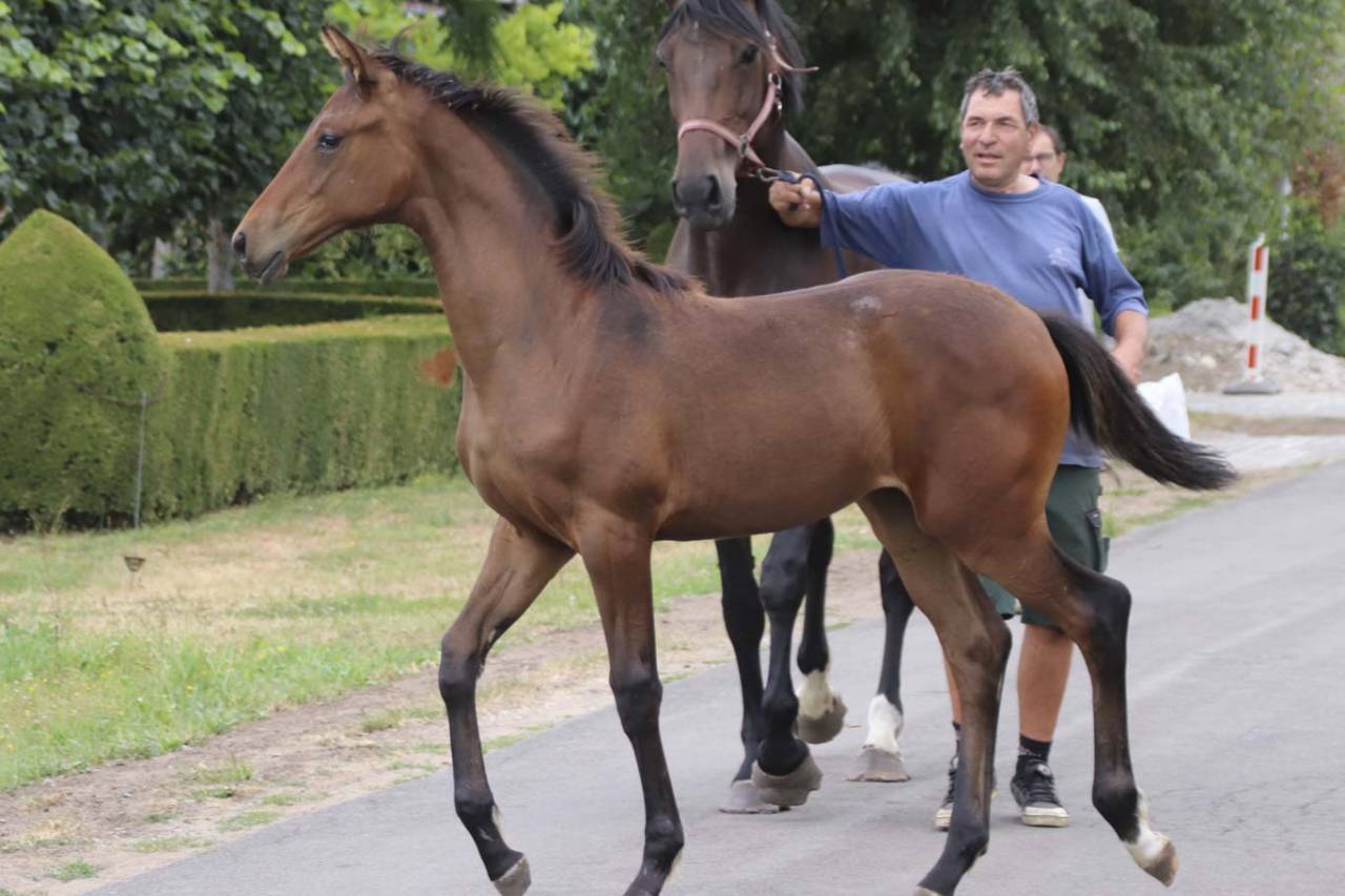Yegua KWPN Caballo de Deporte Neerland&eacute;s En venta 2026 Bayo moreno por Dutch Dream