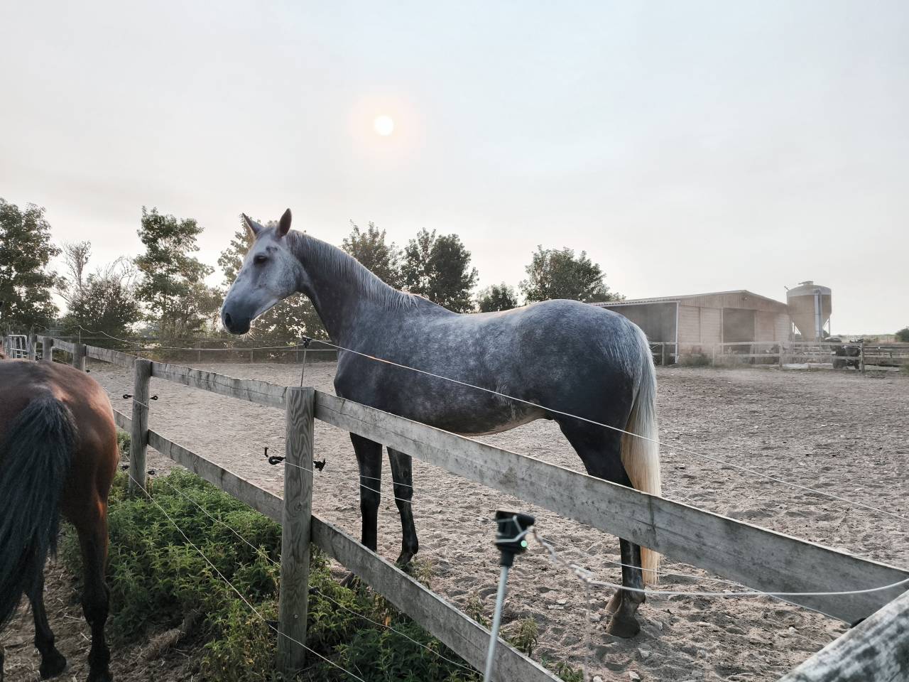 Caballo castrado Silla Franc&eacute;s En venta 2021 Tordo