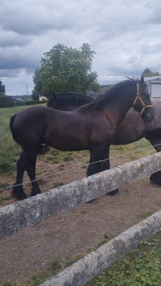 Semental Fris&oacute;n En venta 2025 Negro