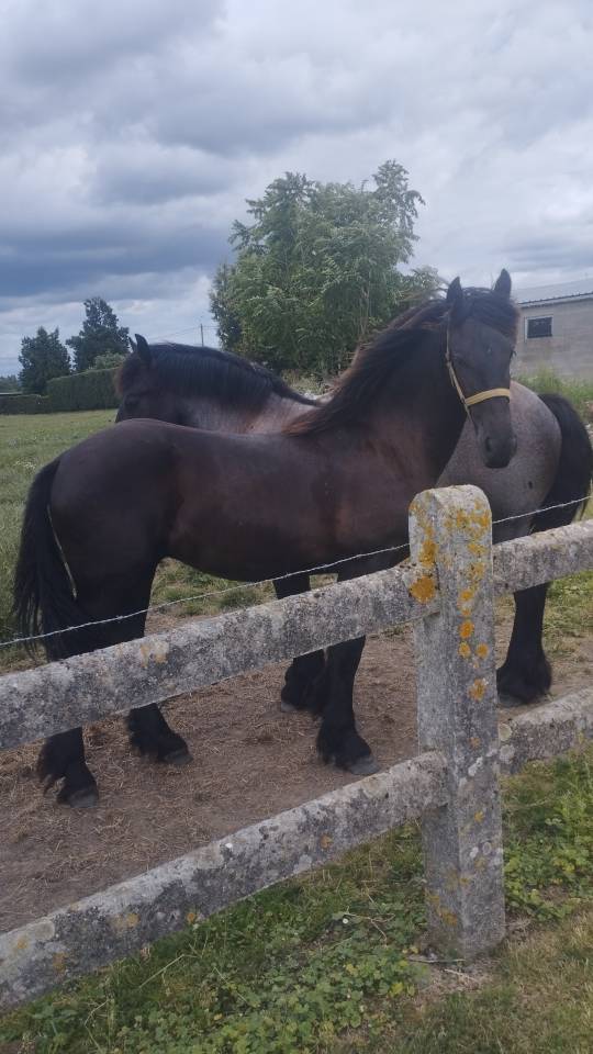 Semental Fris&oacute;n En venta 2025 Negro