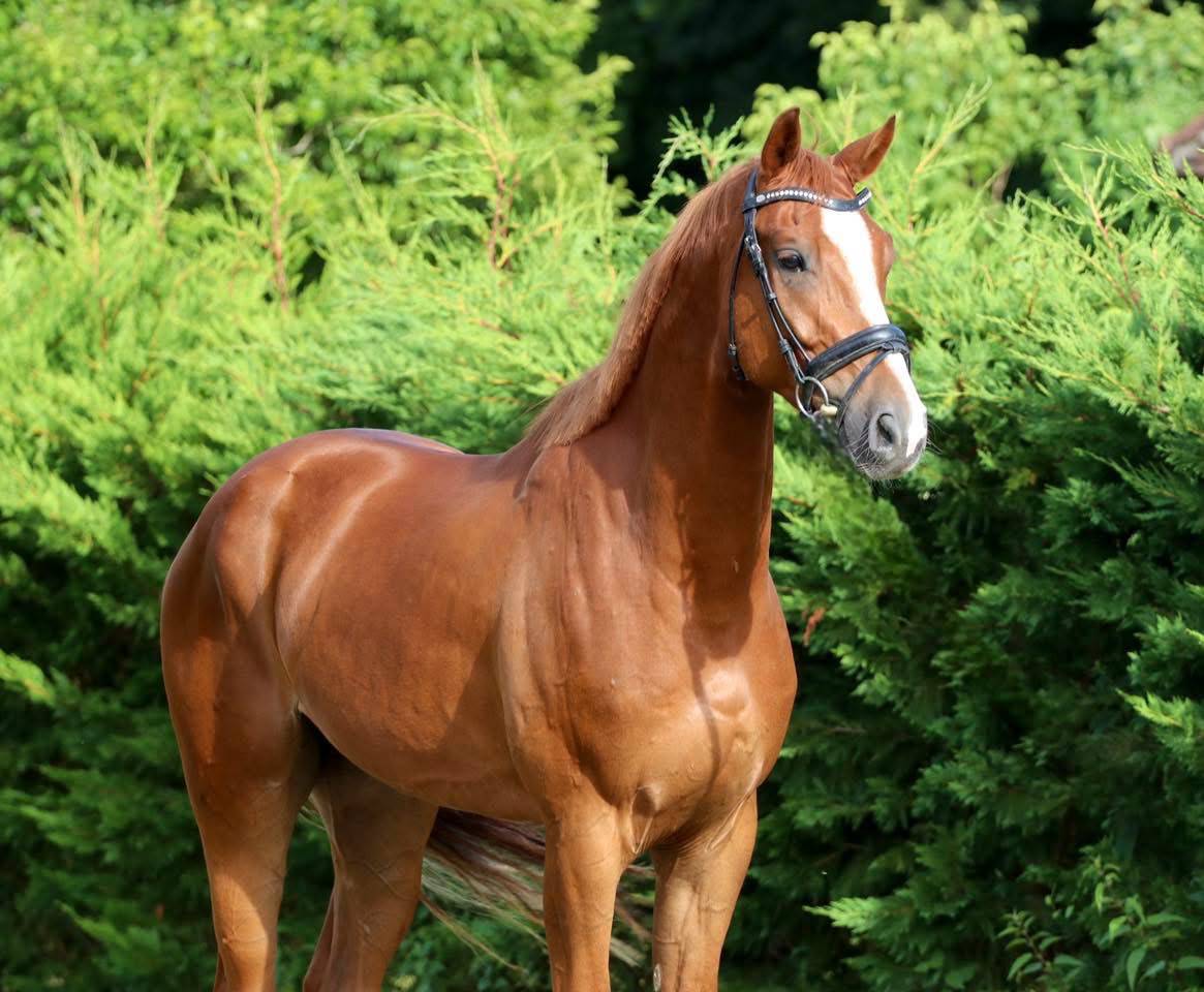 Caballo castrado Hannoveriano En venta 2022 Alaz&aacute;n por F -D'avie
