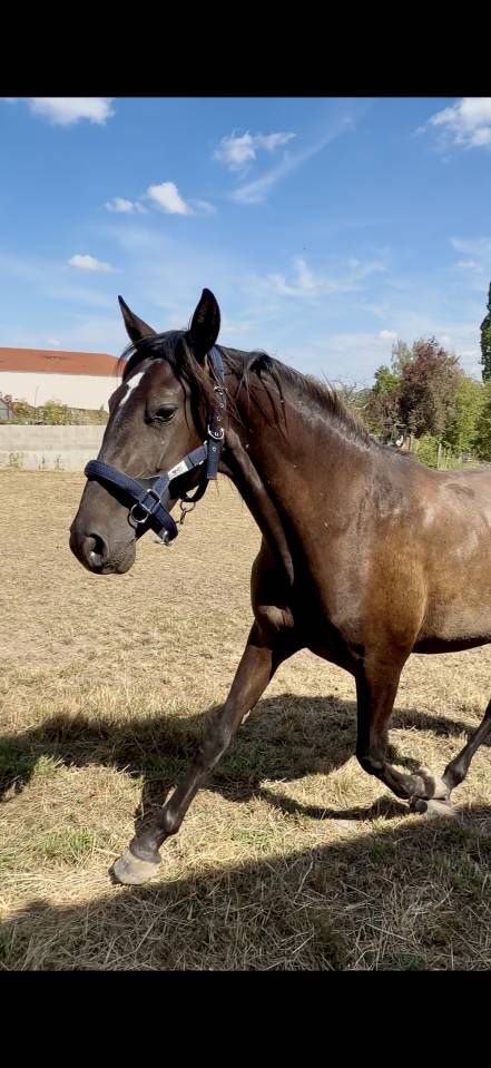 Potranca PRE Pura Raza Espa&ntilde;ola En venta 2024 Bayo moreno