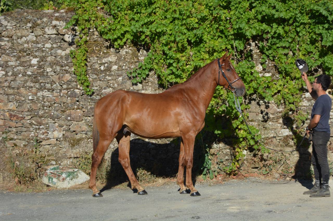 Caballo castrado Silla Franc&eacute;s En venta 2022 Alaz&aacute;n por Quartz rouge