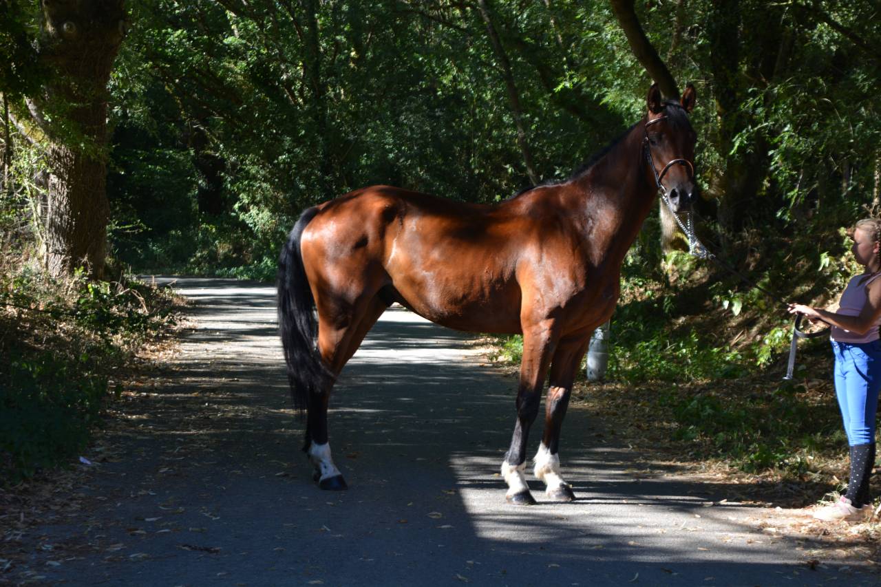Caballo castrado Silla Franc&eacute;s En venta 2021 Bayo por CICAVE DU TALLUS
