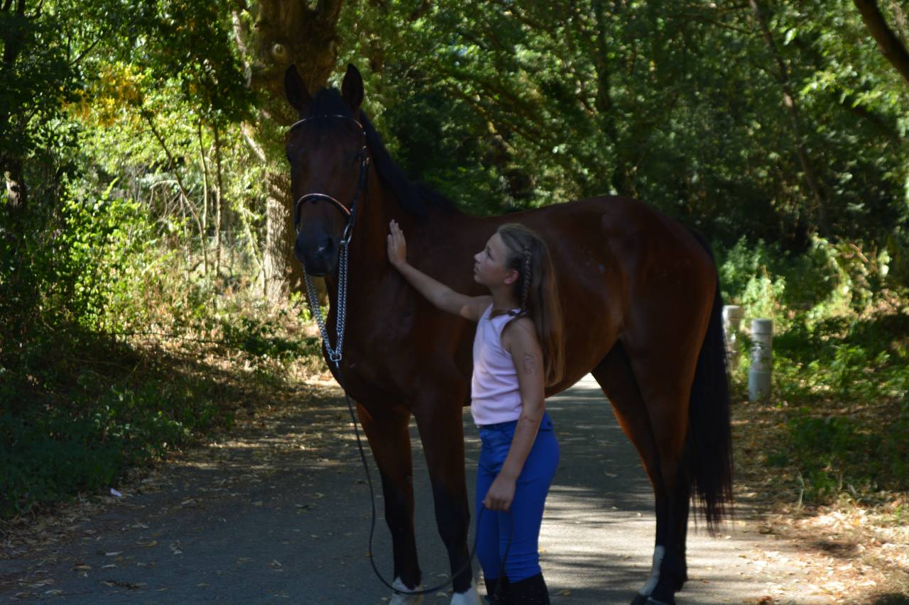 Caballo castrado Silla Franc&eacute;s En venta 2021 Bayo por CICAVE DU TALLUS