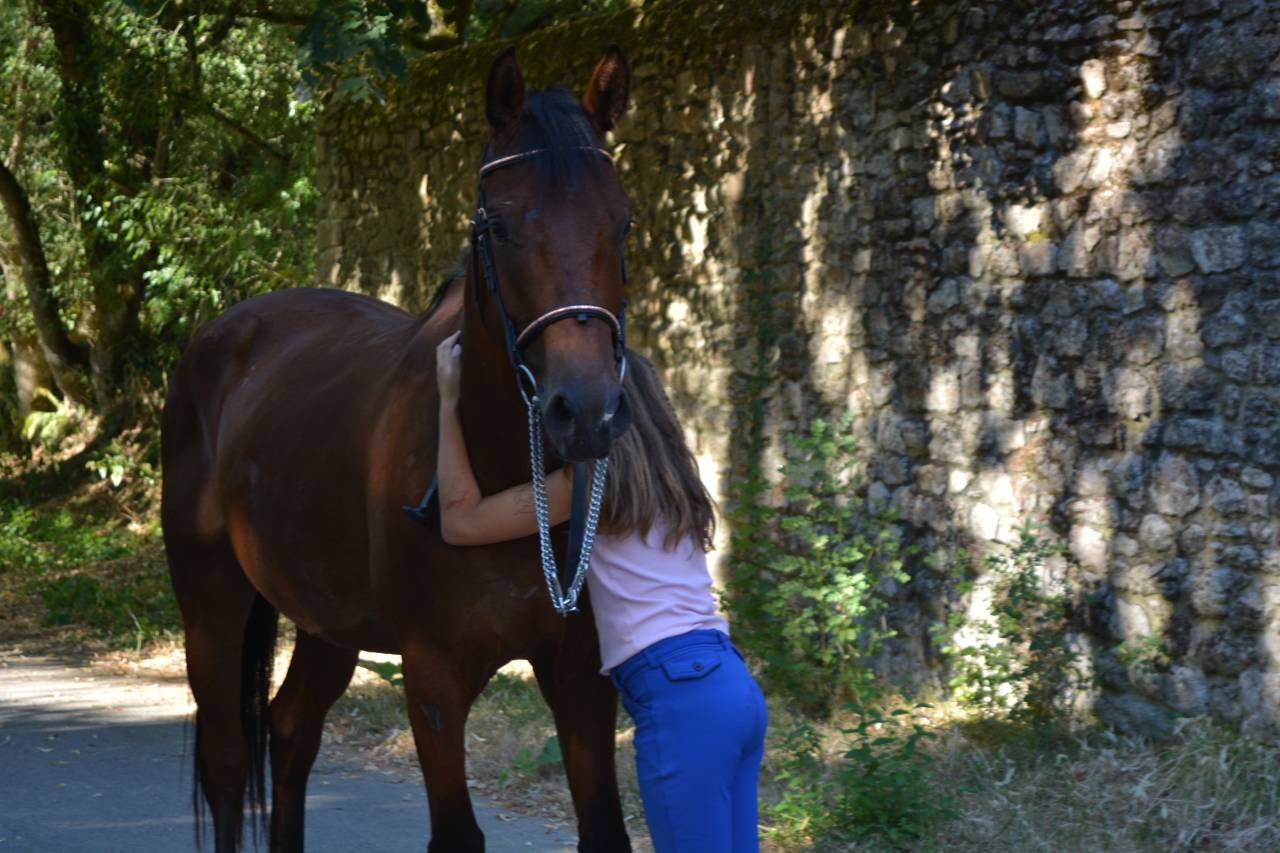 Caballo castrado Silla Franc&eacute;s En venta 2021 Bayo por CICAVE DU TALLUS