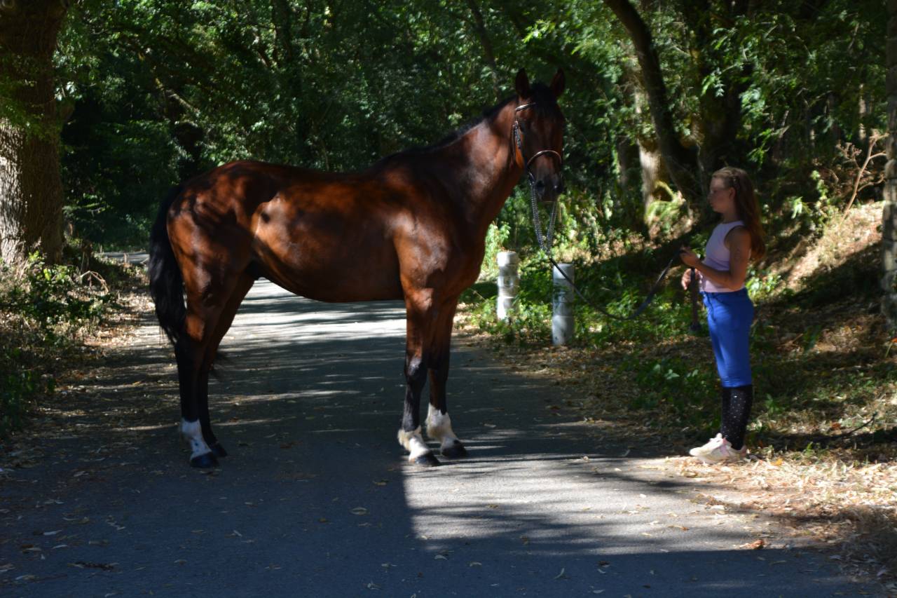 Caballo castrado Silla Franc&eacute;s En venta 2021 Bayo por CICAVE DU TALLUS