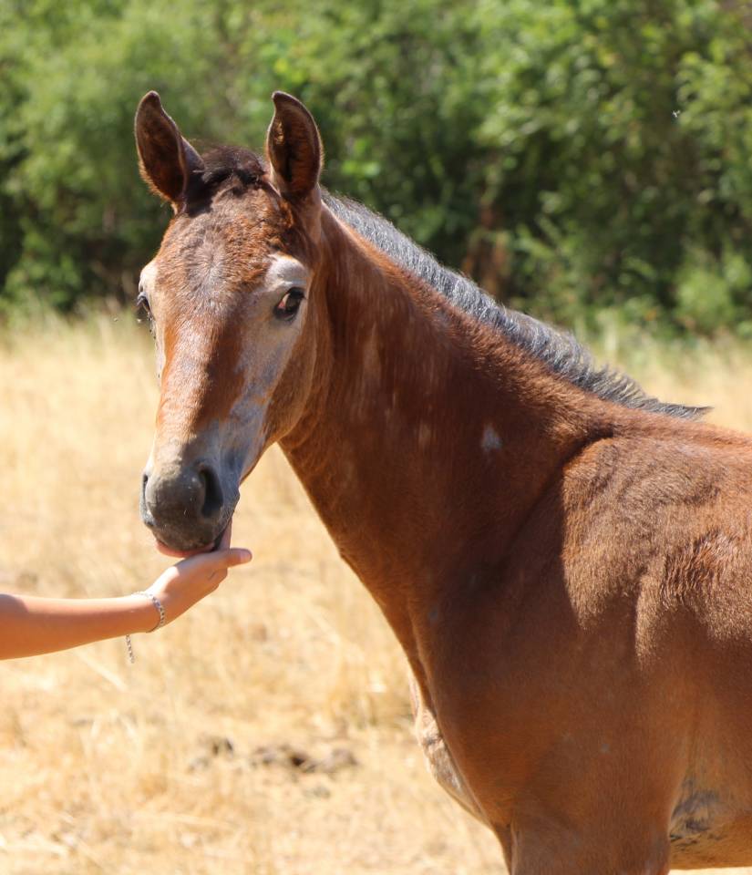 Potro Silla Franc&eacute;s En venta 2026 Tordo