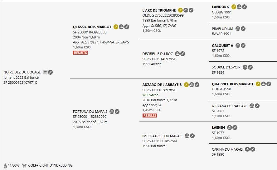Yegua Silla Franc&eacute;s En venta 2023 Bayo moreno