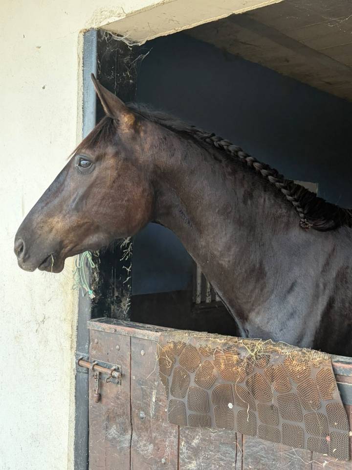 Yegua Silla Franc&eacute;s En venta 2023 Bayo moreno
