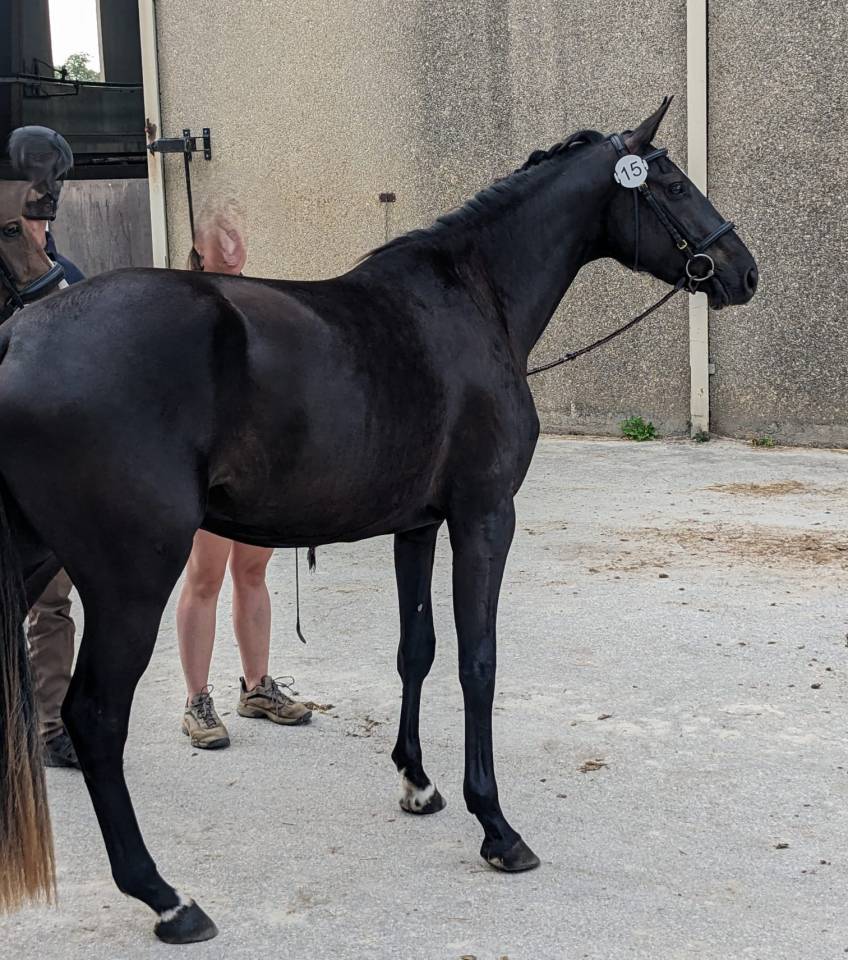 Yegua Silla Franc&eacute;s En venta 2023 Bayo moreno
