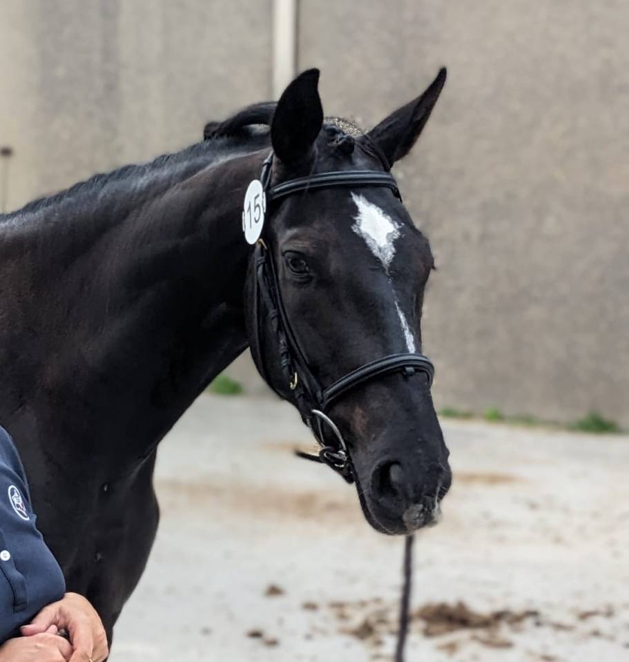 Yegua Silla Franc&eacute;s En venta 2023 Bayo moreno