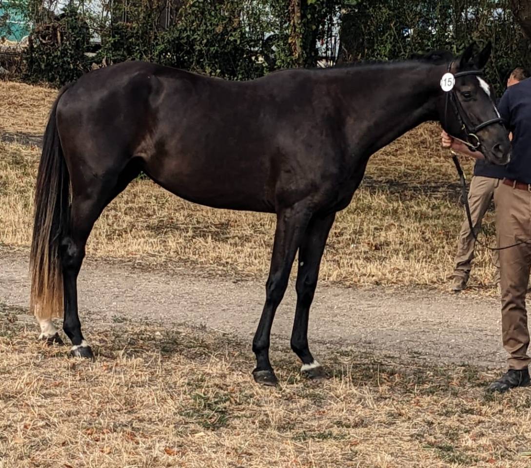 Yegua Silla Franc&eacute;s En venta 2023 Bayo moreno