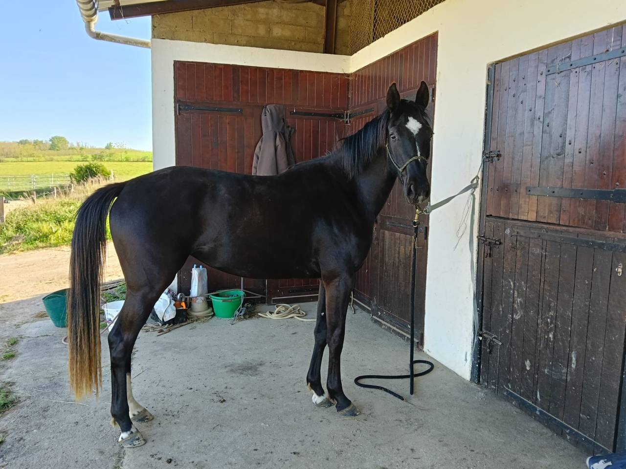 Yegua Silla Franc&eacute;s En venta 2023 Bayo moreno