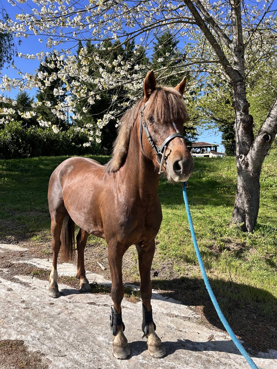 Caballo castrado PFS Poni Fran&ccedil;&eacute;s de Silla En venta 2021 Alaz&aacute;n tostado