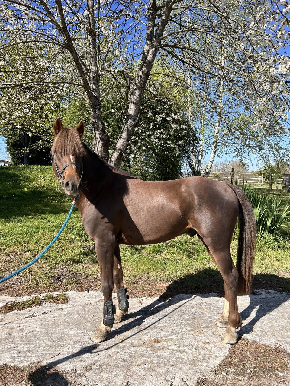 Caballo castrado PFS Poni Fran&ccedil;&eacute;s de Silla En venta 2021 Alaz&aacute;n tostado
