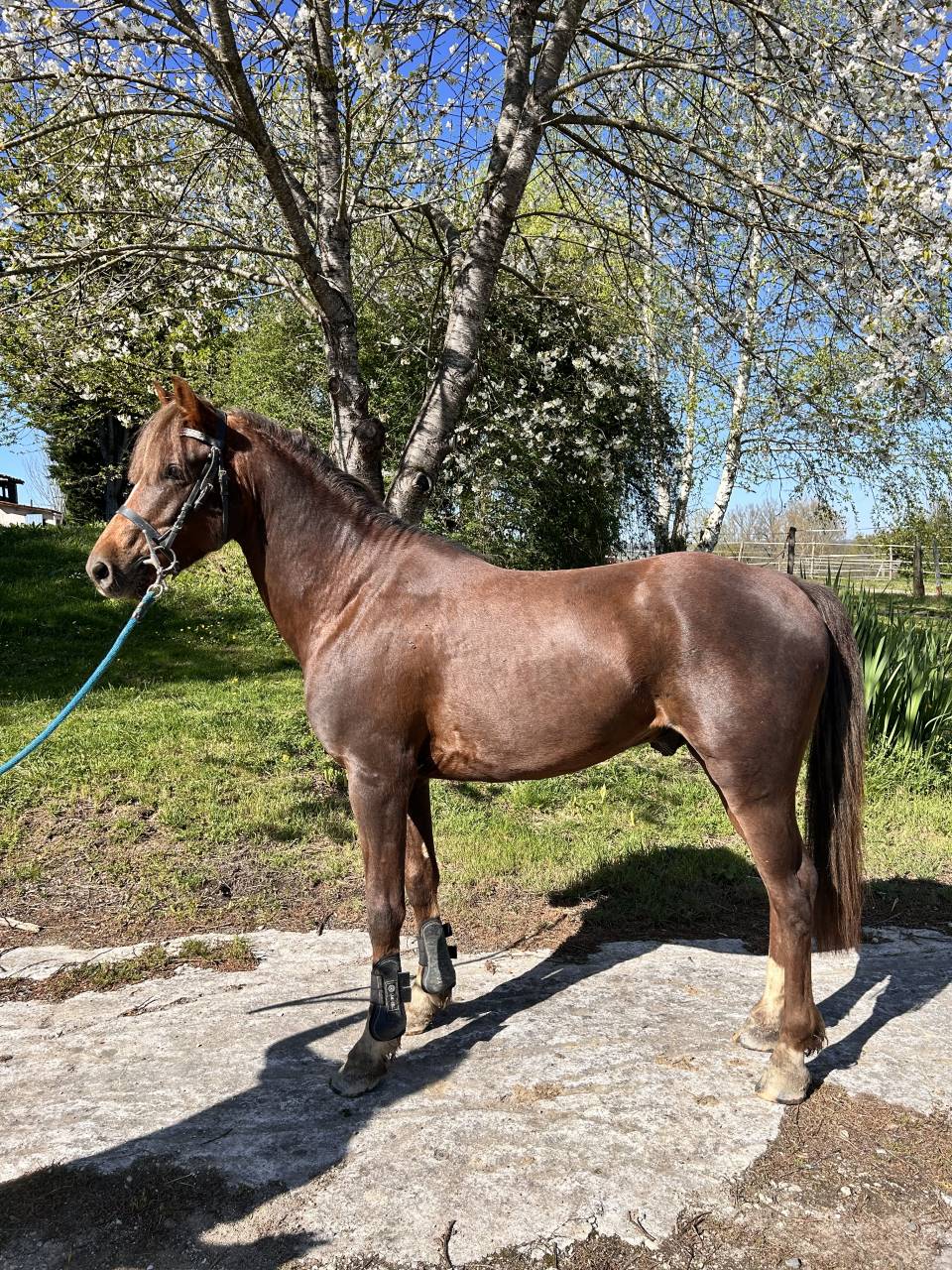 Caballo castrado PFS Poni Fran&ccedil;&eacute;s de Silla En venta 2021 Alaz&aacute;n tostado