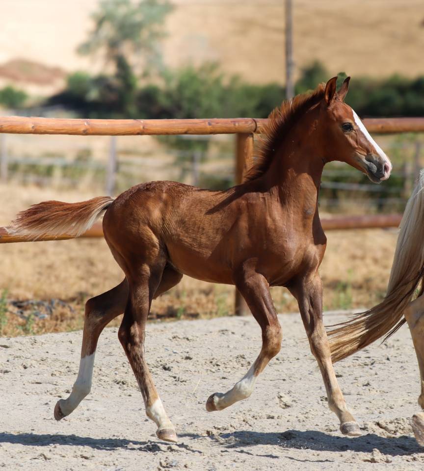 Potro KWPN Caballo de Deporte Neerland&eacute;s En venta 2026 Alaz&aacute;n tostado por Fifty fifty