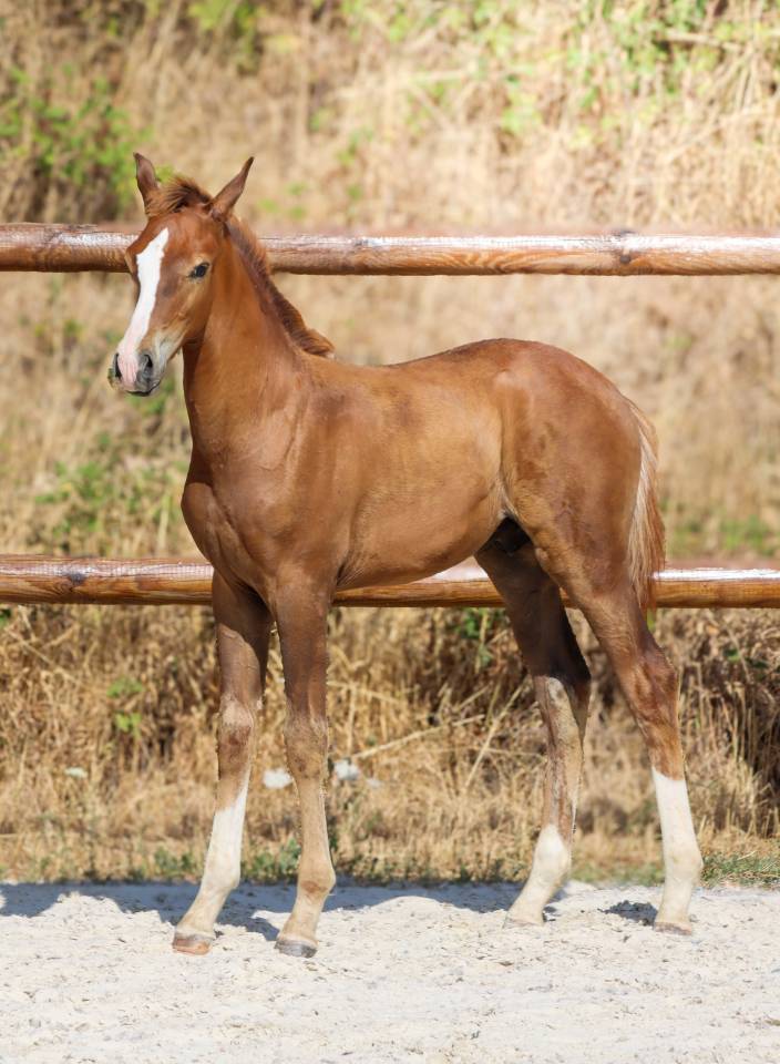 Potro KWPN Caballo de Deporte Neerland&eacute;s En venta 2026 Alaz&aacute;n tostado por Fifty fifty
