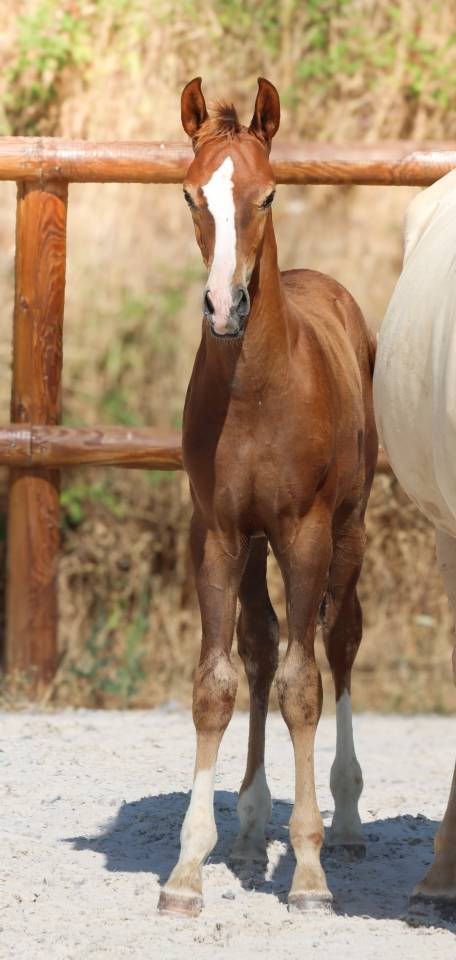 Potro KWPN Caballo de Deporte Neerland&eacute;s En venta 2026 Alaz&aacute;n tostado por Fifty fifty