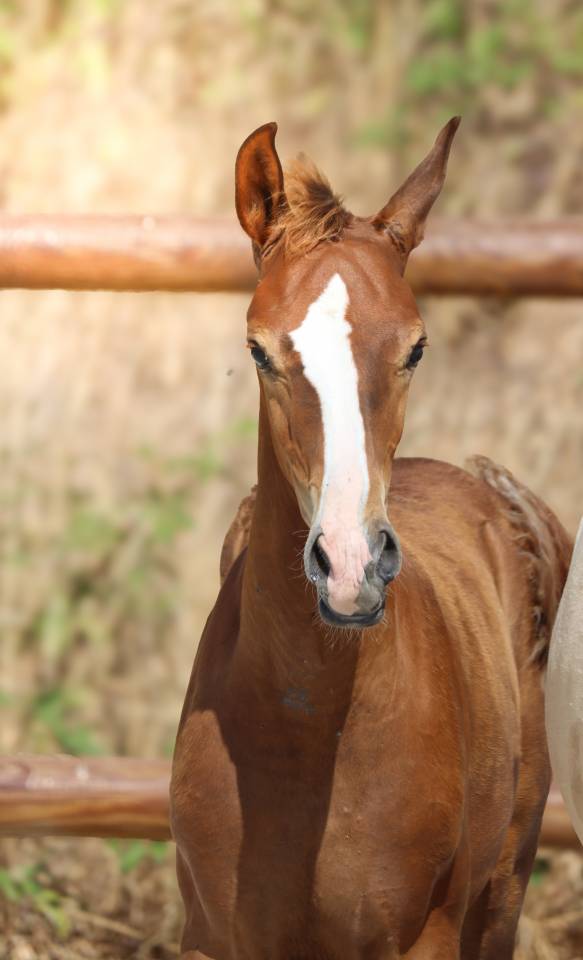 Potro KWPN Caballo de Deporte Neerland&eacute;s En venta 2026 Alaz&aacute;n tostado por Fifty fifty