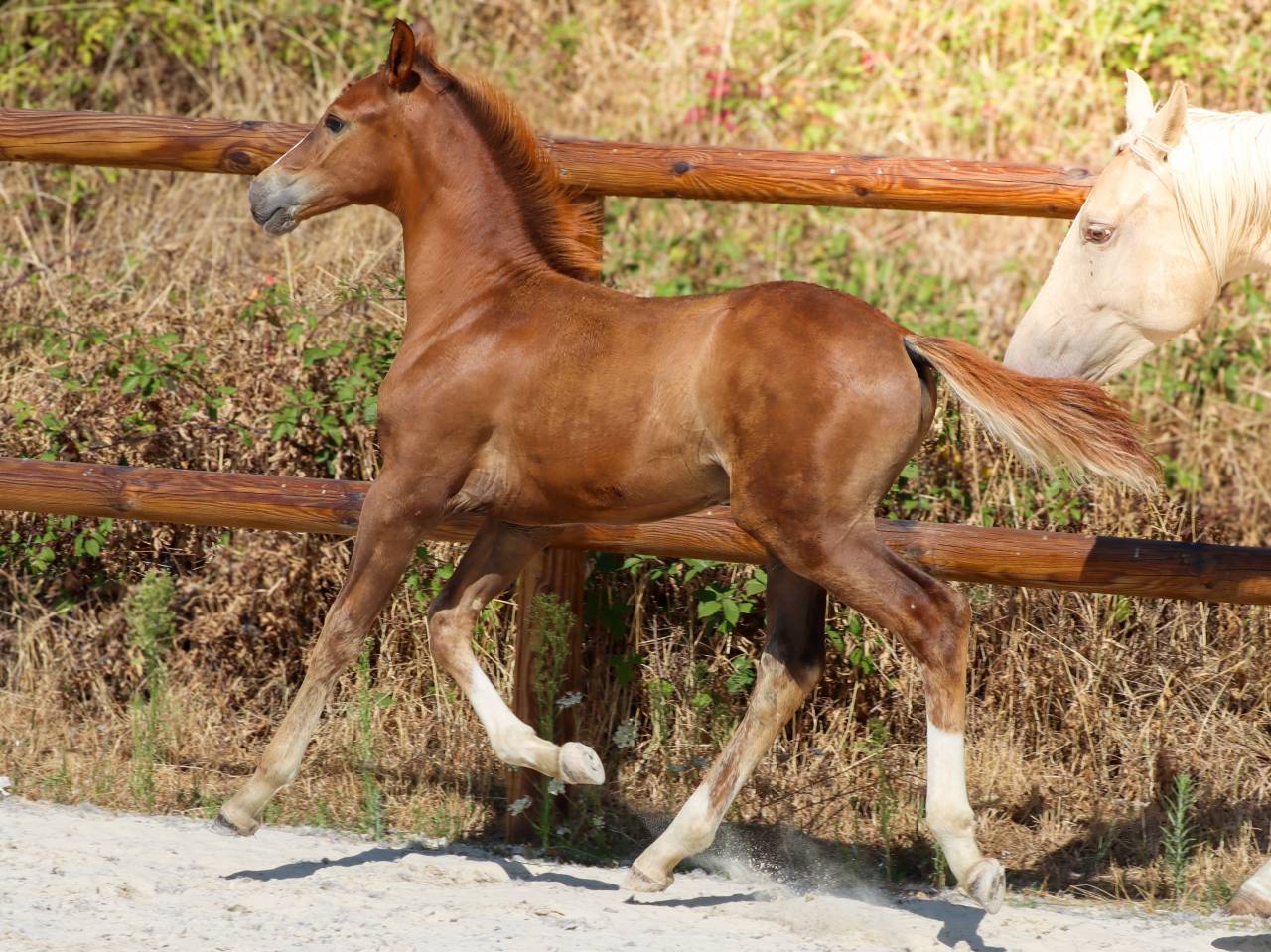 Potro KWPN Caballo de Deporte Neerland&eacute;s En venta 2026 Alaz&aacute;n tostado por Fifty fifty