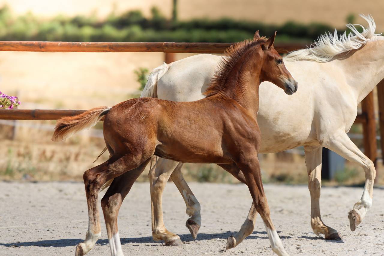 Potro KWPN Caballo de Deporte Neerland&eacute;s En venta 2026 Alaz&aacute;n tostado por Fifty fifty