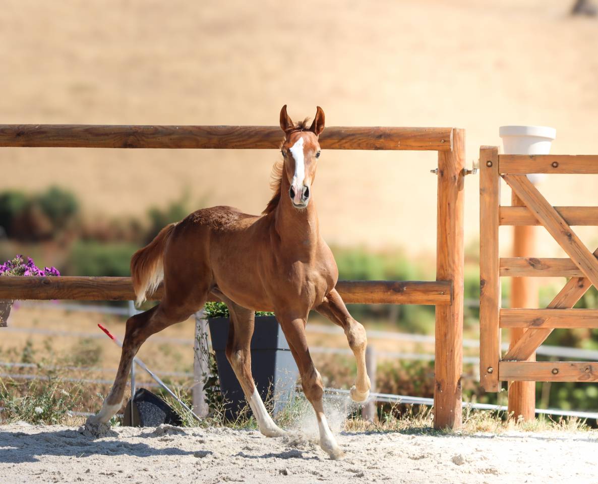 Potro KWPN Caballo de Deporte Neerland&eacute;s En venta 2026 Alaz&aacute;n tostado por Fifty fifty