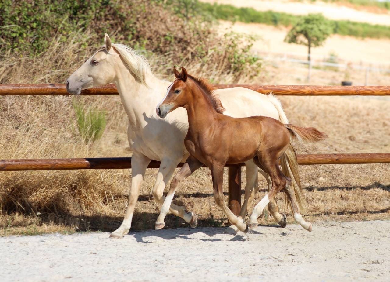 Potro KWPN Caballo de Deporte Neerland&eacute;s En venta 2026 Alaz&aacute;n tostado por Fifty fifty