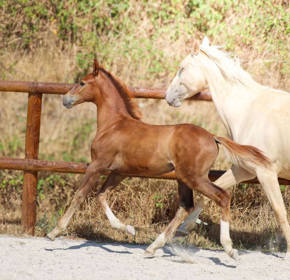 Potro KWPN Caballo de Deporte Neerland&eacute;s En venta 2026 Alaz&aacute;n tostado por Fifty fifty