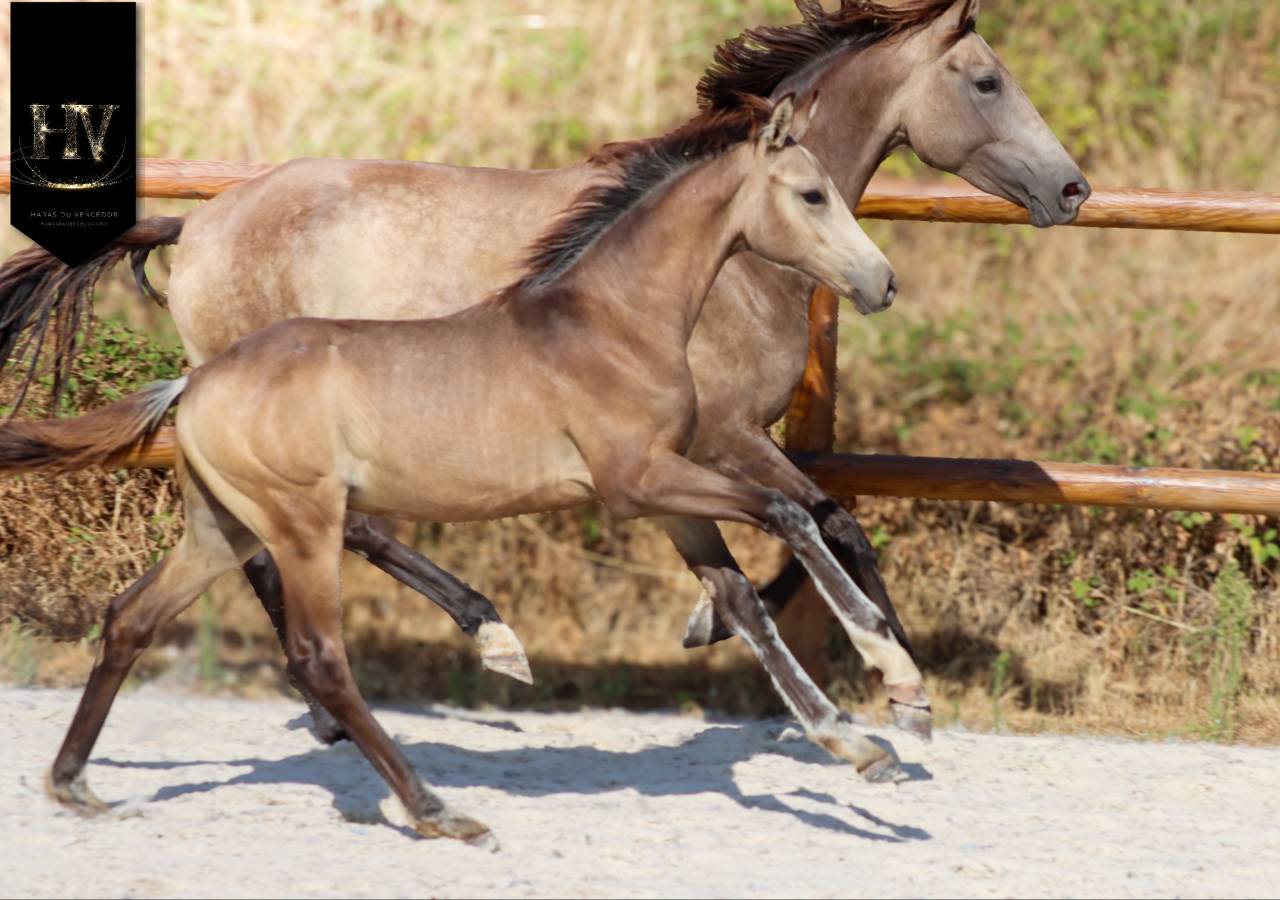 Potro KWPN Caballo de Deporte Neerland&eacute;s En venta 2026 Isabelo por Quaterhit