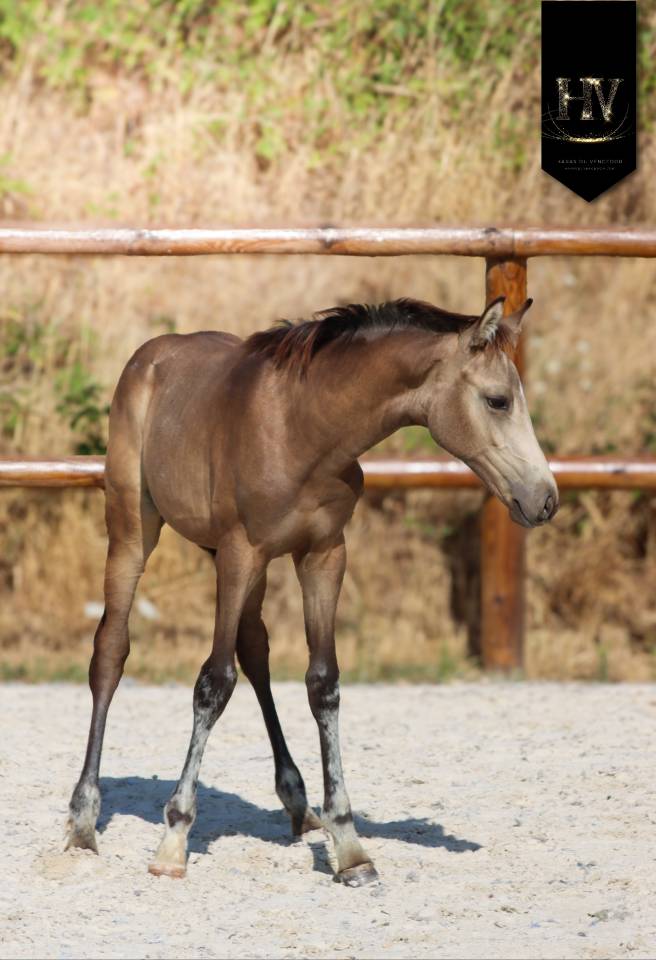 Potro KWPN Caballo de Deporte Neerland&eacute;s En venta 2026 Isabelo por Quaterhit