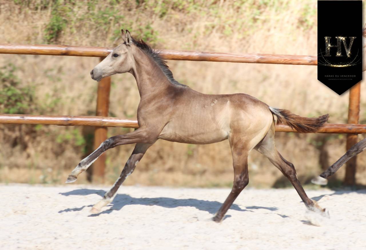 Potro KWPN Caballo de Deporte Neerland&eacute;s En venta 2026 Isabelo por Quaterhit
