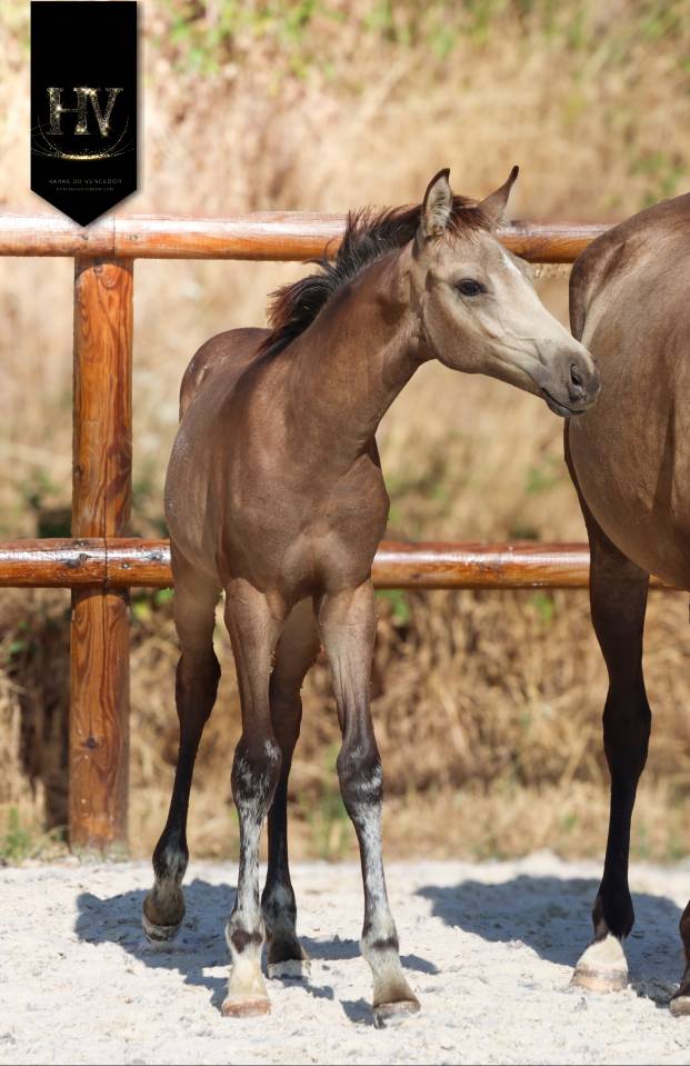 Potro KWPN Caballo de Deporte Neerland&eacute;s En venta 2026 Isabelo por Quaterhit