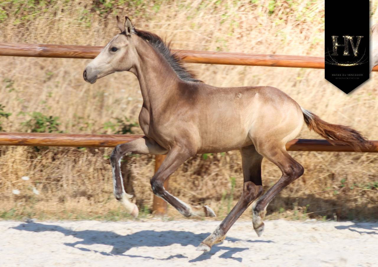 Potro KWPN Caballo de Deporte Neerland&eacute;s En venta 2026 Isabelo por Quaterhit