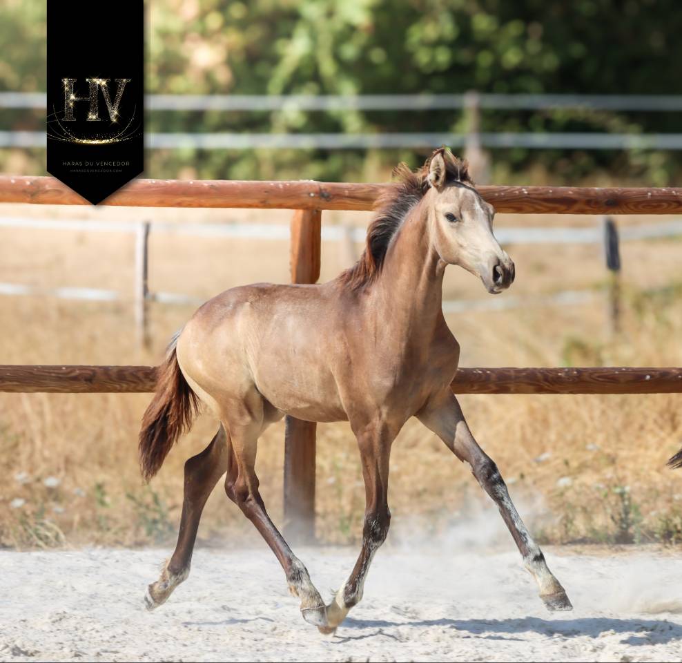 Potro KWPN Caballo de Deporte Neerland&eacute;s En venta 2026 Isabelo por Quaterhit