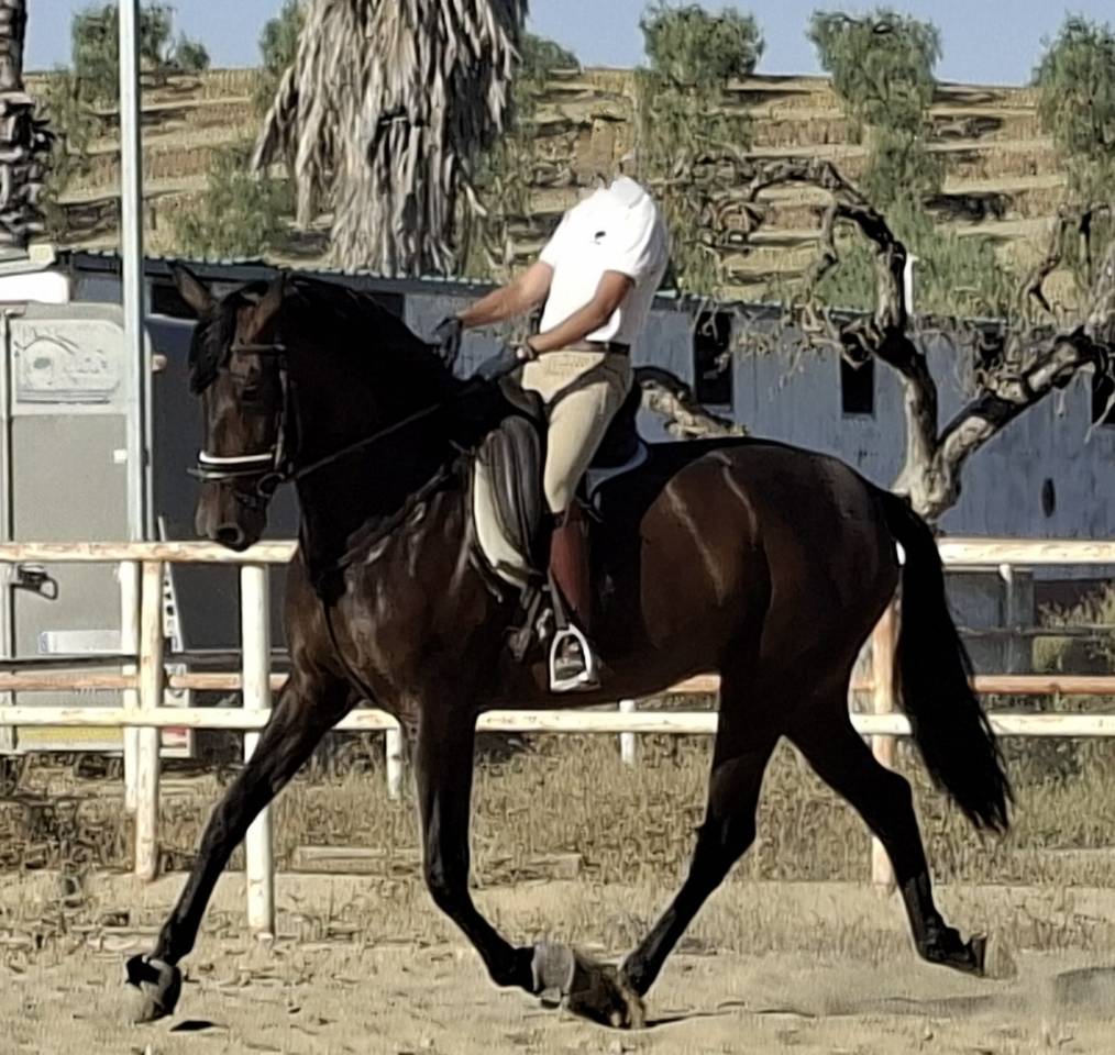 Yegua PRE Pura Raza Espa&ntilde;ola En venta 2021 Negro