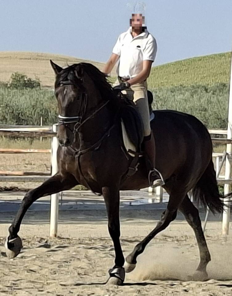 Yegua PRE Pura Raza Espa&ntilde;ola En venta 2021 Negro