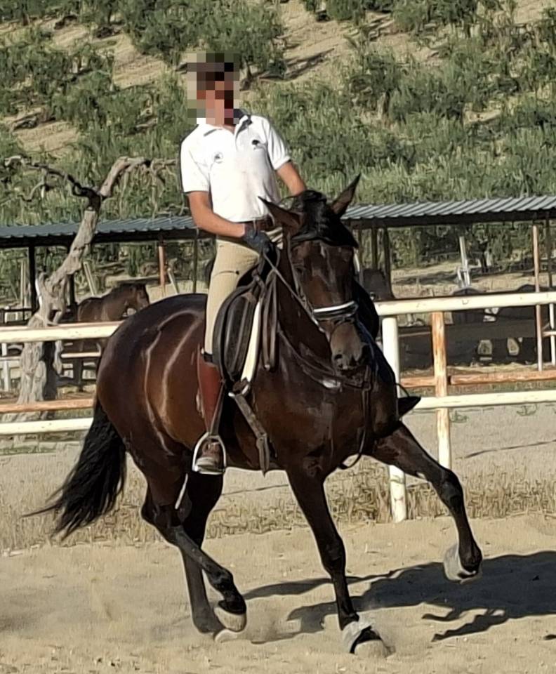 Yegua PRE Pura Raza Espa&ntilde;ola En venta 2021 Negro
