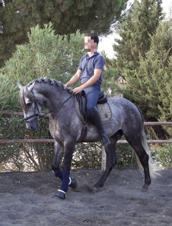 Caballo entero PRE Pura Raza Espa&ntilde;ola En venta 2021 Tordo