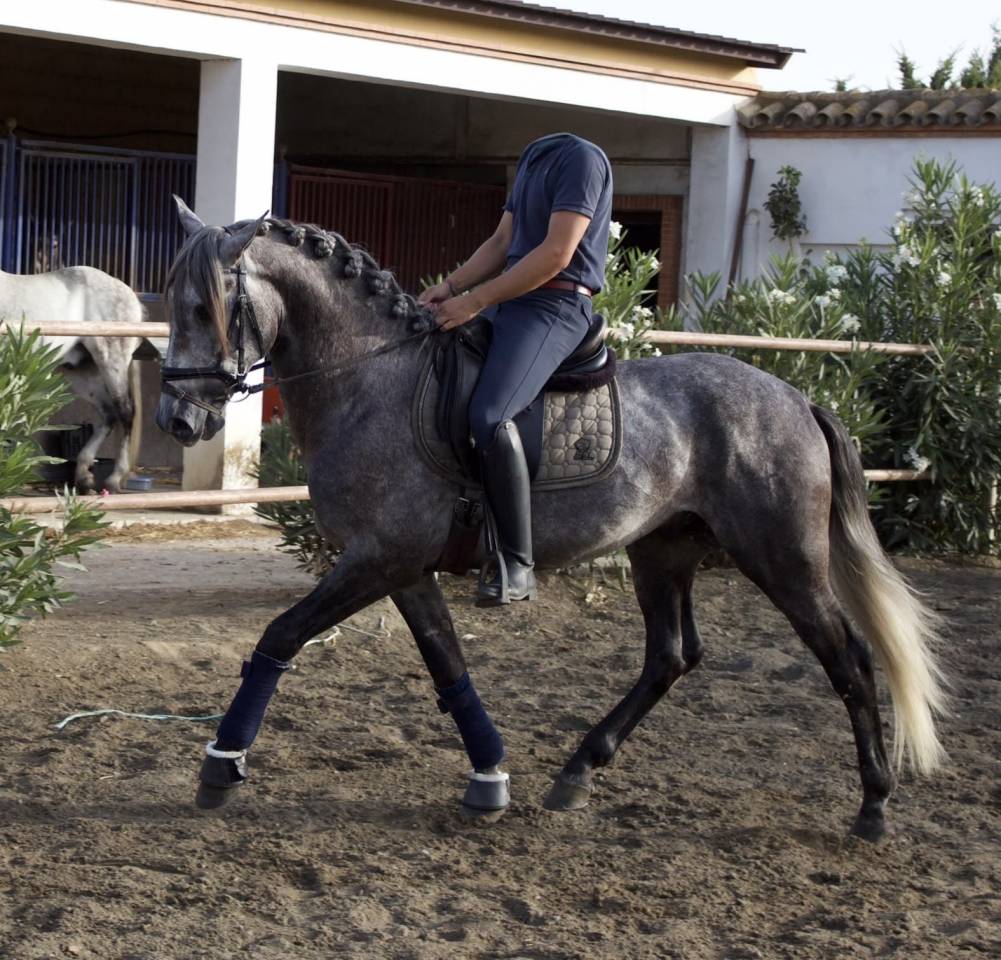 Caballo entero PRE Pura Raza Espa&ntilde;ola En venta 2021 Tordo