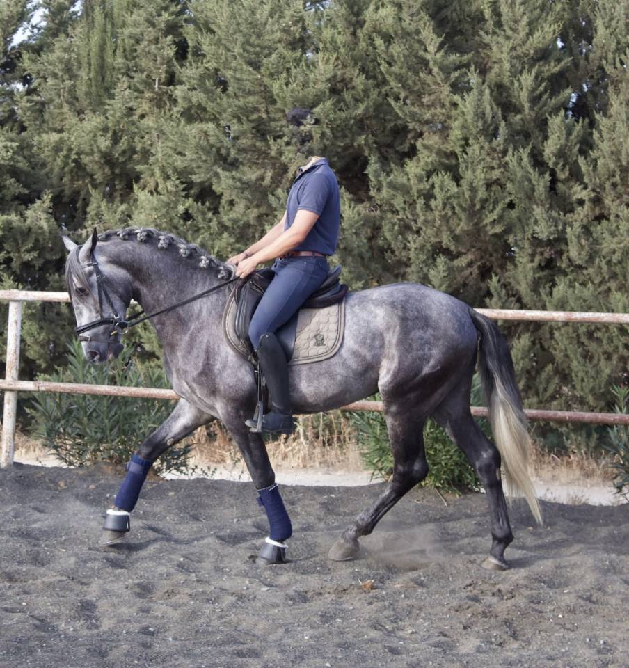 Caballo entero PRE Pura Raza Espa&ntilde;ola En venta 2021 Tordo