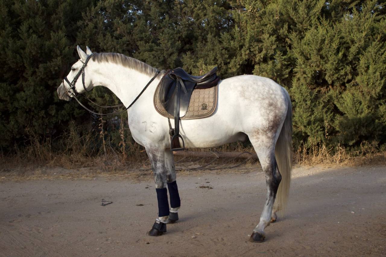 Caballo castrado PRE Pura Raza Espa&ntilde;ola En venta 2017 Tordo