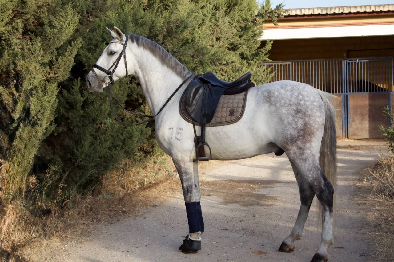 Caballo castrado PRE Pura Raza Espa&ntilde;ola En venta 2017 Tordo