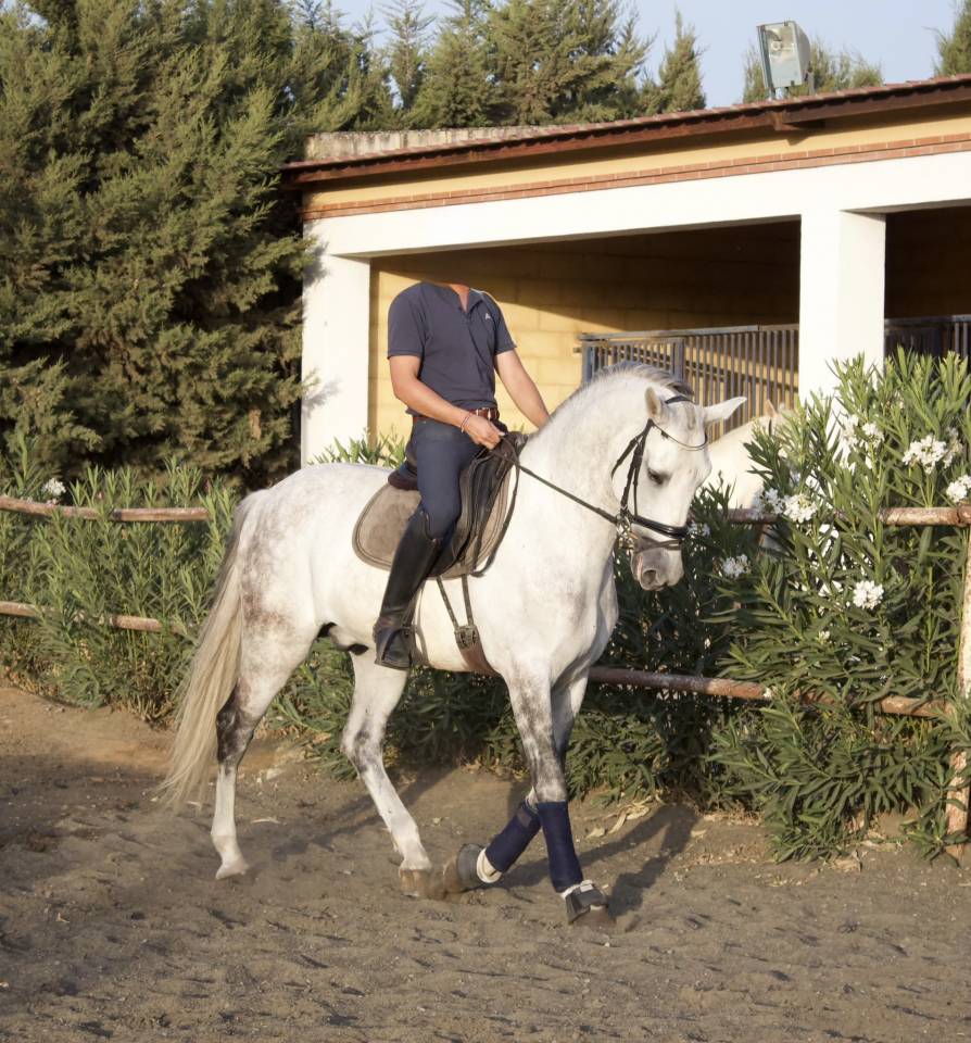 Caballo castrado PRE Pura Raza Espa&ntilde;ola En venta 2017 Tordo