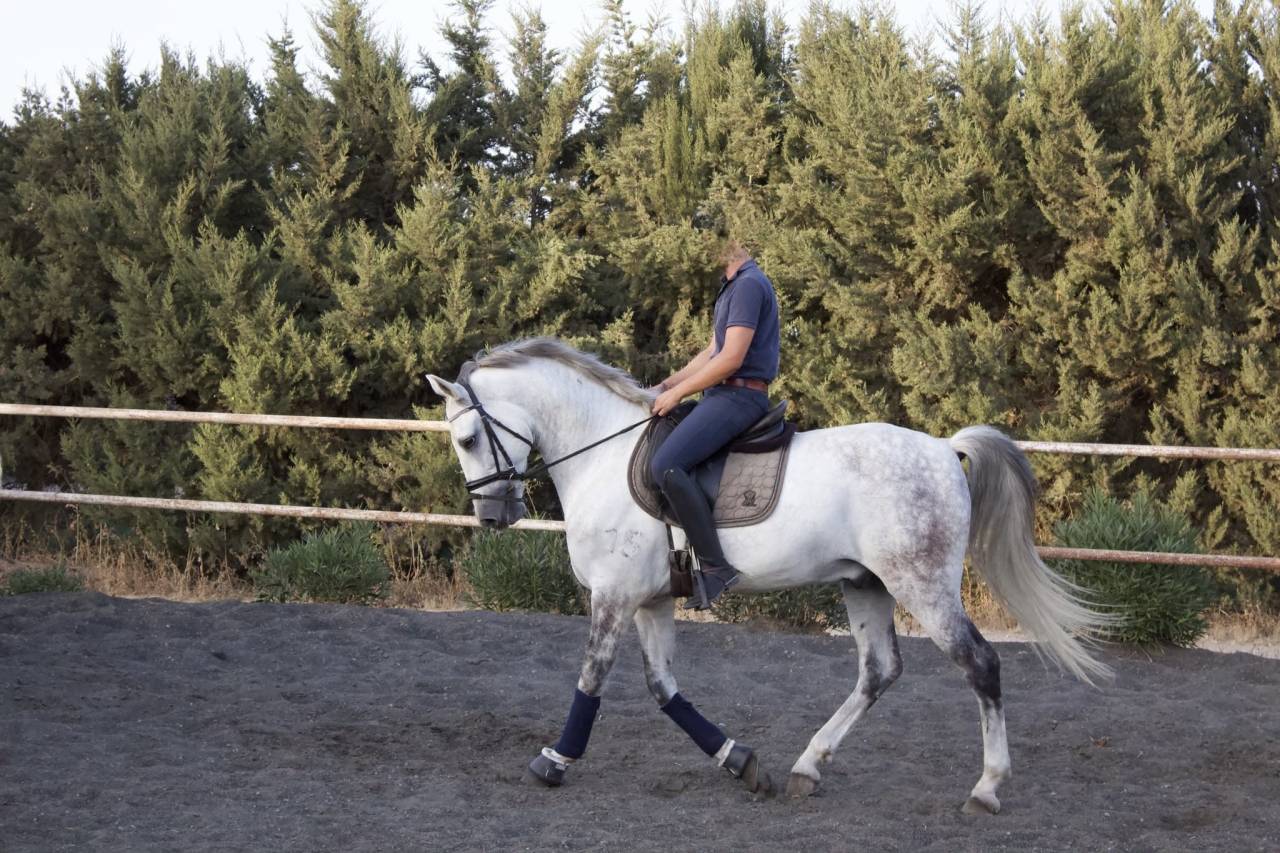 Caballo castrado PRE Pura Raza Espa&ntilde;ola En venta 2017 Tordo